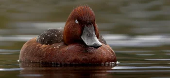 Καλύτερα να ταΐζεις πάπιες