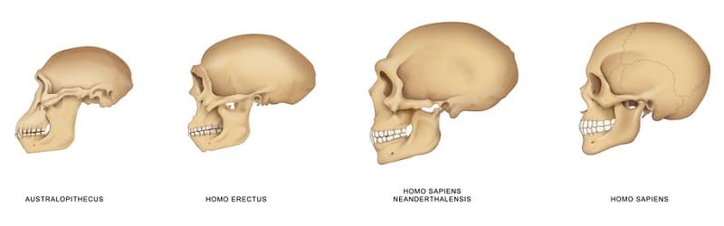 Νέα θεωρία για την επικράτηση του Homo sapiens: «Αυτοεξημέρωση»
