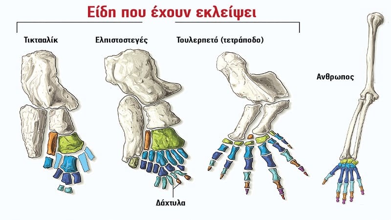 Η εξελικτική προέλευση των δακτύλων