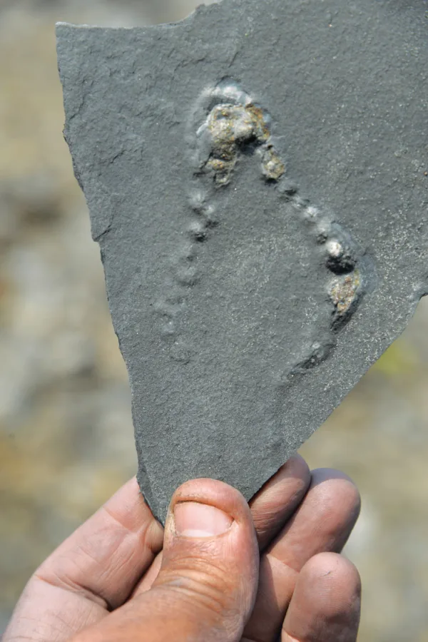 Τα απολιθώματα της Γκαμπόν ανατρέπουν τη βιολογική ιστορία της Γης
